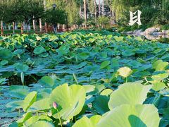 -燕郊植物园
