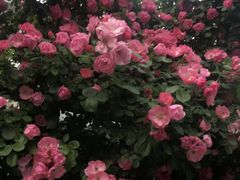 -仙岳公园