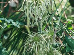 -青藏高原野生动物园