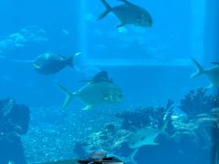 -海棠湾洲际-涛·海底餐厅·美人鱼·自助餐·海底隧道