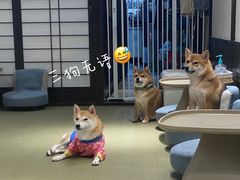 -逗柴咖啡屋·狗咖猫咖宠物桌游
