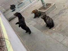 -西霞口神雕山野生动物世界