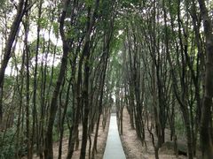 -火炉山森林公园