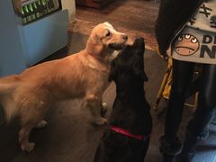 -百好乐宠物友好餐厅(朝外大街店)