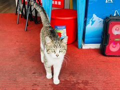 -新疆国际大巴扎