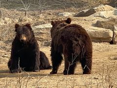 -北京野生动物园