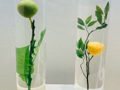-广东中医药博物馆