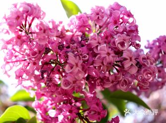 第一次知道丁香竟然有这么多品种，有紫丁香，有淡紫色小