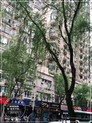 -金太子形象设计