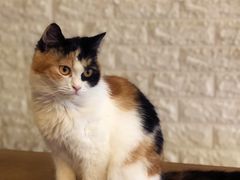 -平行世界·猫咖(首经贸店)