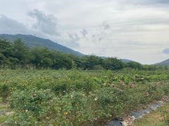 -亚龙湾国际玫瑰谷