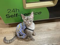 -MOCHA明星猫咖(田子坊店)