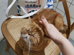 -猫友咖啡店(玉林西路店)