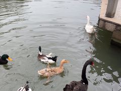 -玄武湖景区-情侣园游乐场