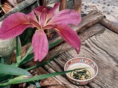 -扫雪煮茶(西村店)