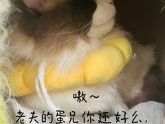 -关爱宠物医院·猫科中心·消化科(滨湖万达分院)