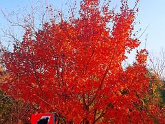 -北京西山国家森林公园