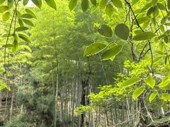 -藏龙百瀑风景区