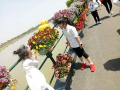 -荷兰花海