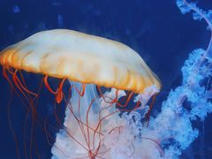 -珠海长隆海洋王国