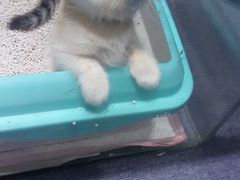 -喵的天空名猫咖啡馆·撸猫·猫舍·用品