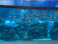 -迪拜水族馆及水下动物园
