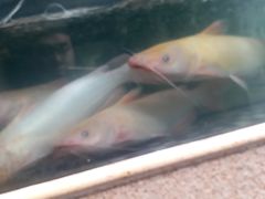 -胖大姐黄辣丁鱼庄(新津店)