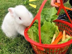 -前小桔亲子创意农场·草莓采摘·露营烧烤