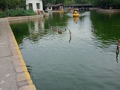 -团结湖公园