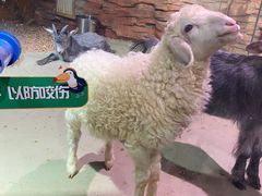 -正佳雨林生态植物园