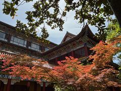 -天目山大树王景区