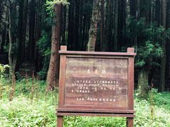 -武陵山森林公园