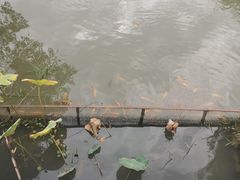 -观唐（国际）度假村温泉