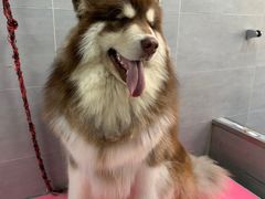 -宠福鑫康馨动物医院·骨科·眼科