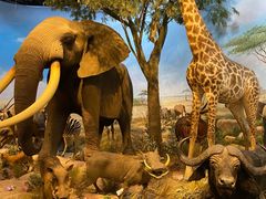 -陕西自然博物馆