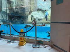 -帝企鹅自助餐厅•儿童岛•真企鹅(长隆企鹅酒店)