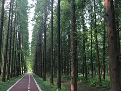 -黄海国家森林公园