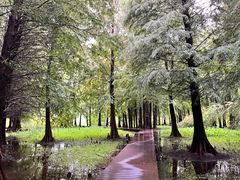 -溱湖国家湿地公园