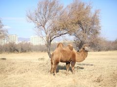 -赛汗塔拉风情园