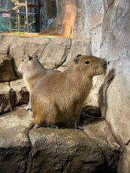 -Zoolung Zoolung动物主题公园(海信广场店)