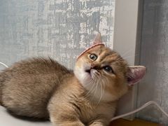 -欣宠猫屋·矮脚拿破仑·蓝金金渐层