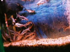 -佶政筋饼·新概念(安阳路店)