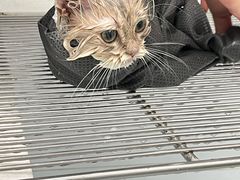 -瑞鹏宠物医院犬猫全科(真大分院)