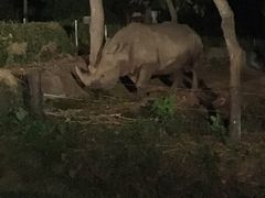 -清迈夜间动物园