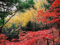 -上海佘山国家森林公园天马山园