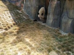 -泉州海丝野生动物世界