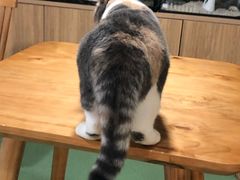 -藦茜花园宠物主题亲子互动体验馆(国顺东路店)