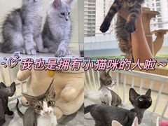 -十年猫舍·猫咪专门店(普陀店)
