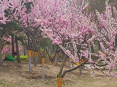 -东升八家郊野公园
