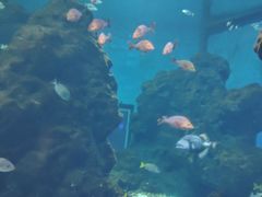 -海合安武汉极地海洋公园